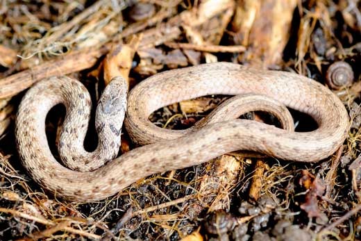 Urban Naturalist – Spiders and Snakes – Grid Magazine