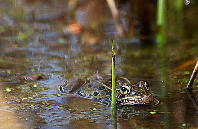 Researchers couldn't be hoppier about 'mini frog' species