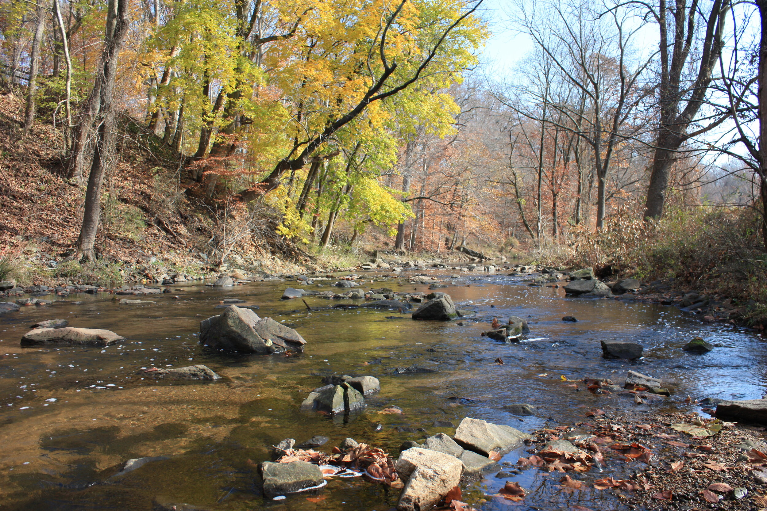 Pennypack Creek. Photograph courtesy of Montgomery County Planning Commission