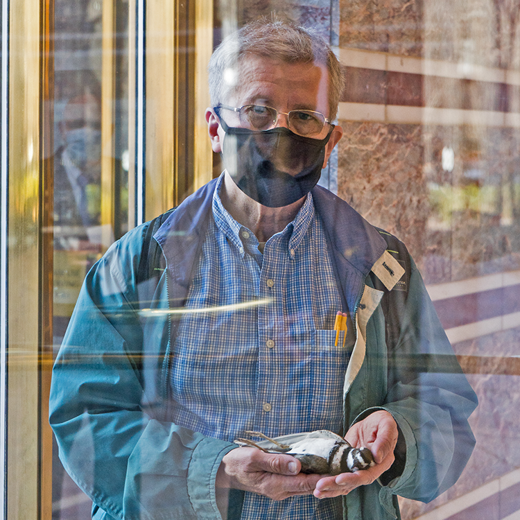 Audubon volunteer Stephen Maciejewski&nbsp;holds a killdeer that died in a Center City&nbsp;window collision. Photography by Drew Dennis.