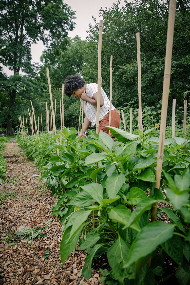 Thompson adjusts a stake. In her food forest, all produce is grown organically.