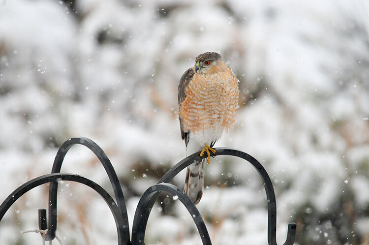 Photograph Courtesy of Tom Koerner/U.S. Fish and Wildlife Service