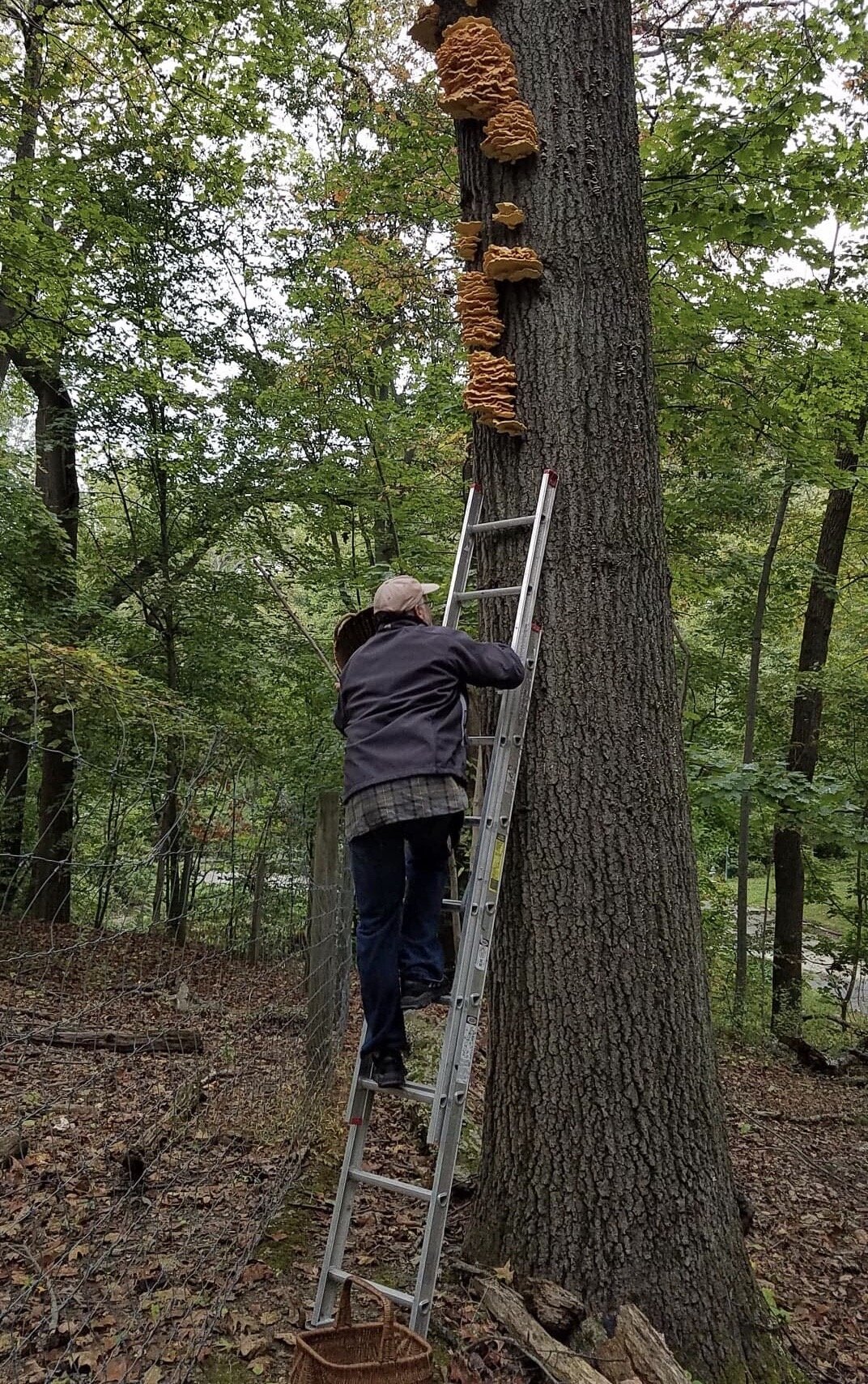 A person climbing a ladder leaned up on a tree with mushrooms growing from bark