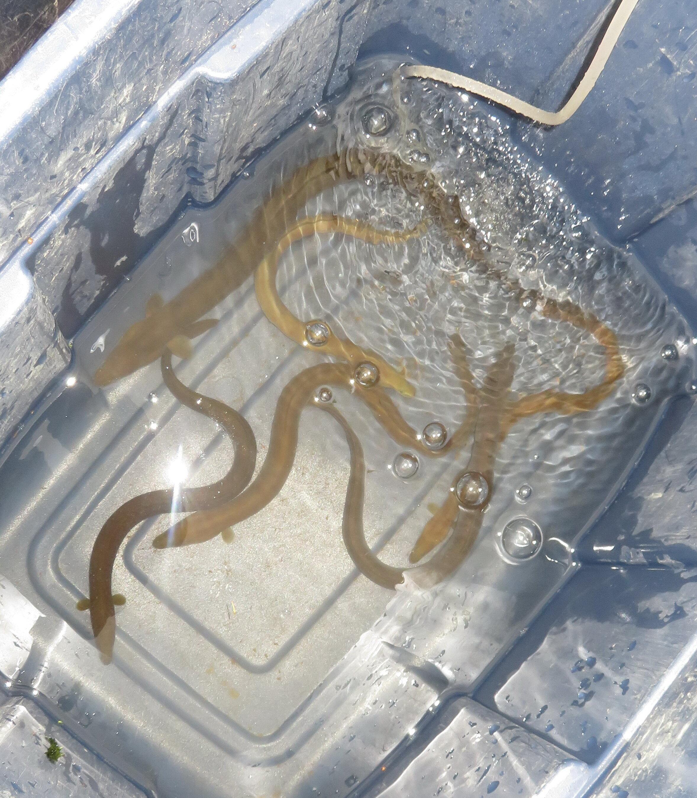 American eels in a bin of water