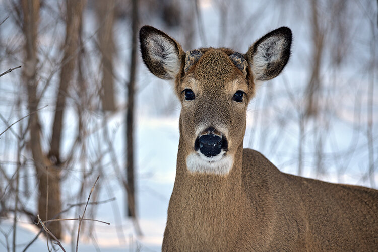 Photo Courtesy of The U.S. Fish and Wildlife Service