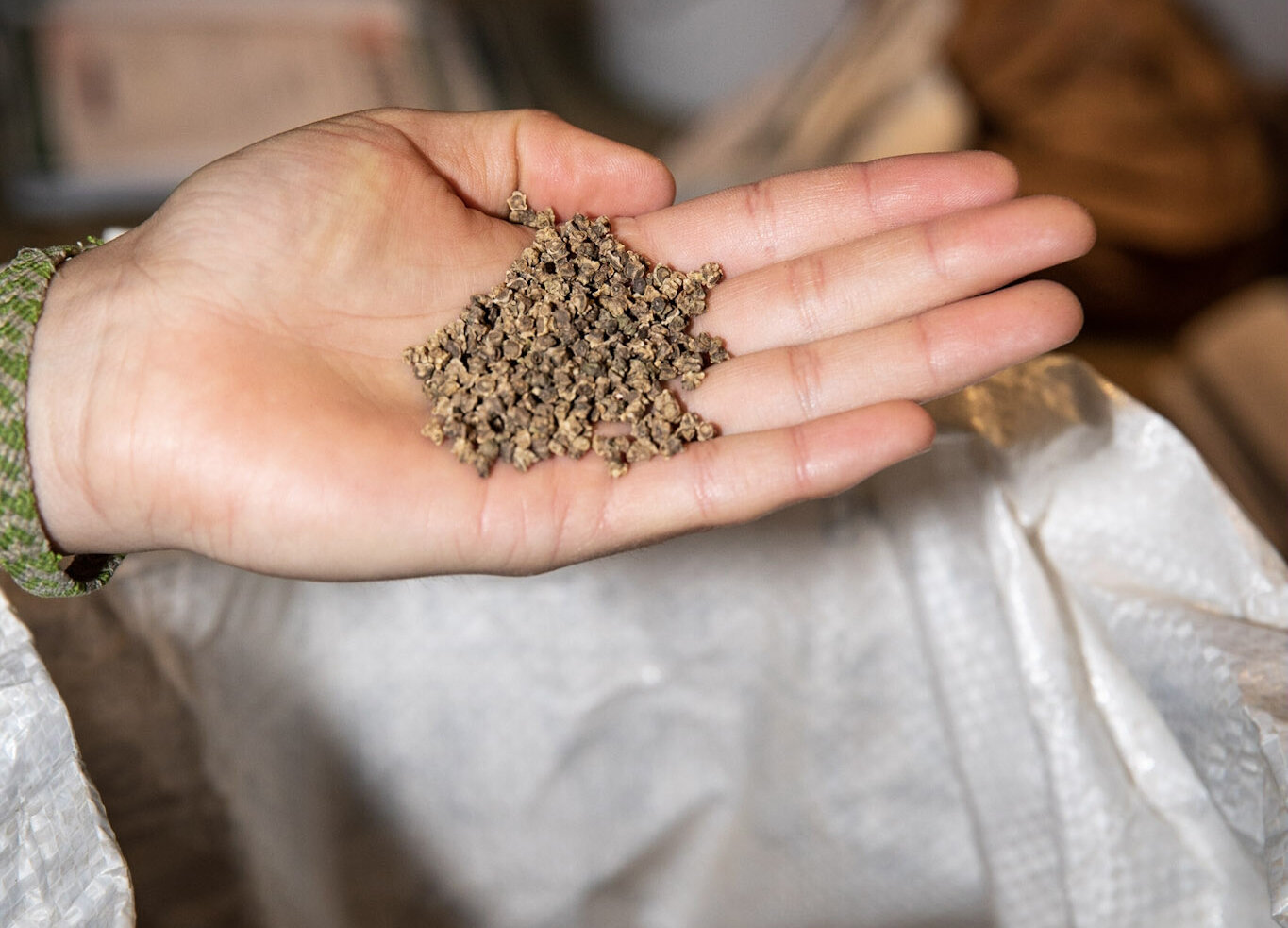  A handful of donated seeds.  Credit: Rachael Warriner 