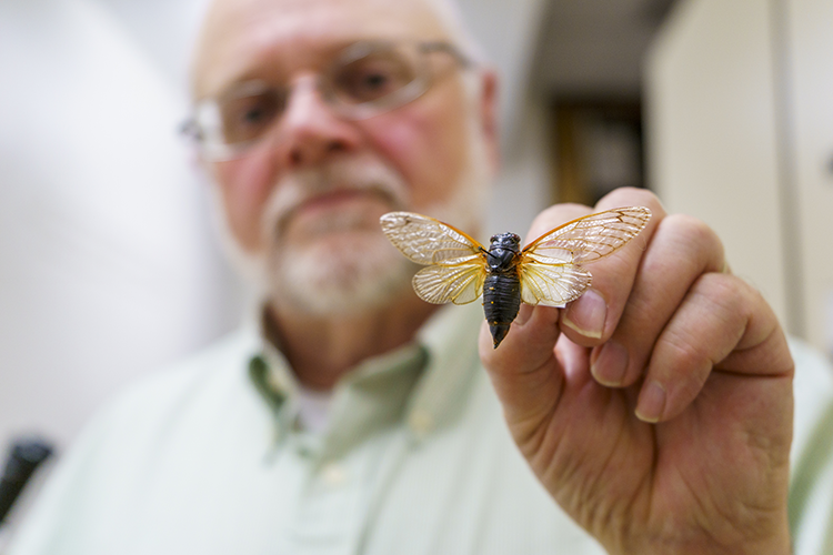 Jon Gelhaus, entomology curator at the Academy of Natural Sciences of Drexel University, holds up a Brood X periodical cicada from the&nbsp; museum’s collection.&nbsp; Photography by Drew Dennis.