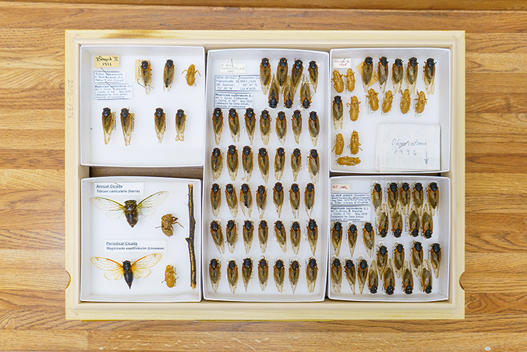 Cicadas in the Academy of Natural Sciences of Drexel University collection.