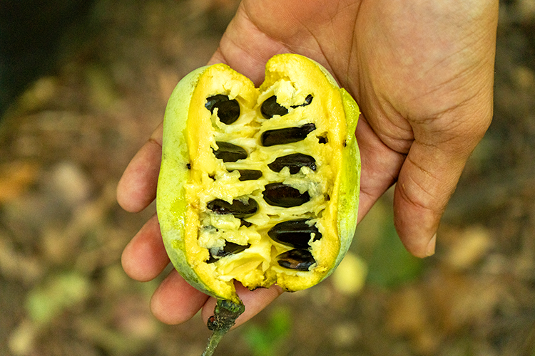 Yellow-fleshed fruit with black seeds