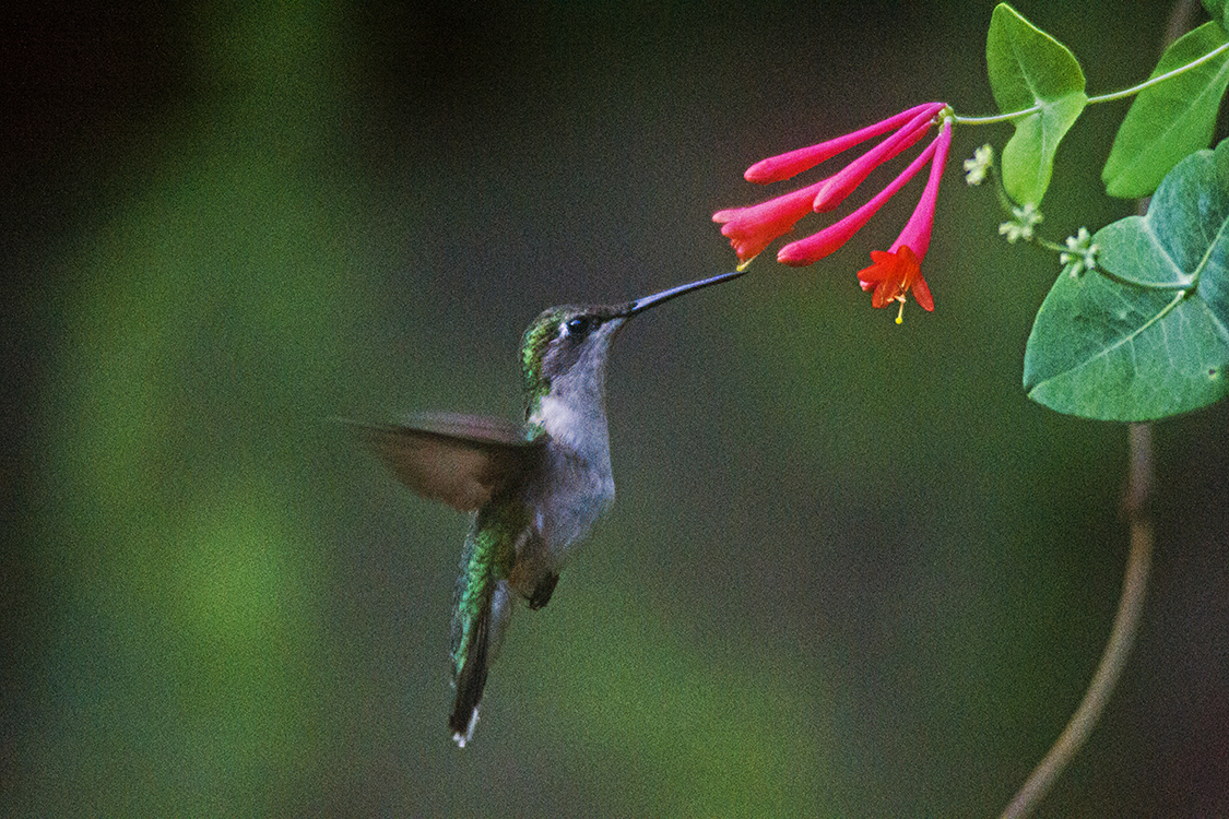 Hummingbird at coral honeysuckle