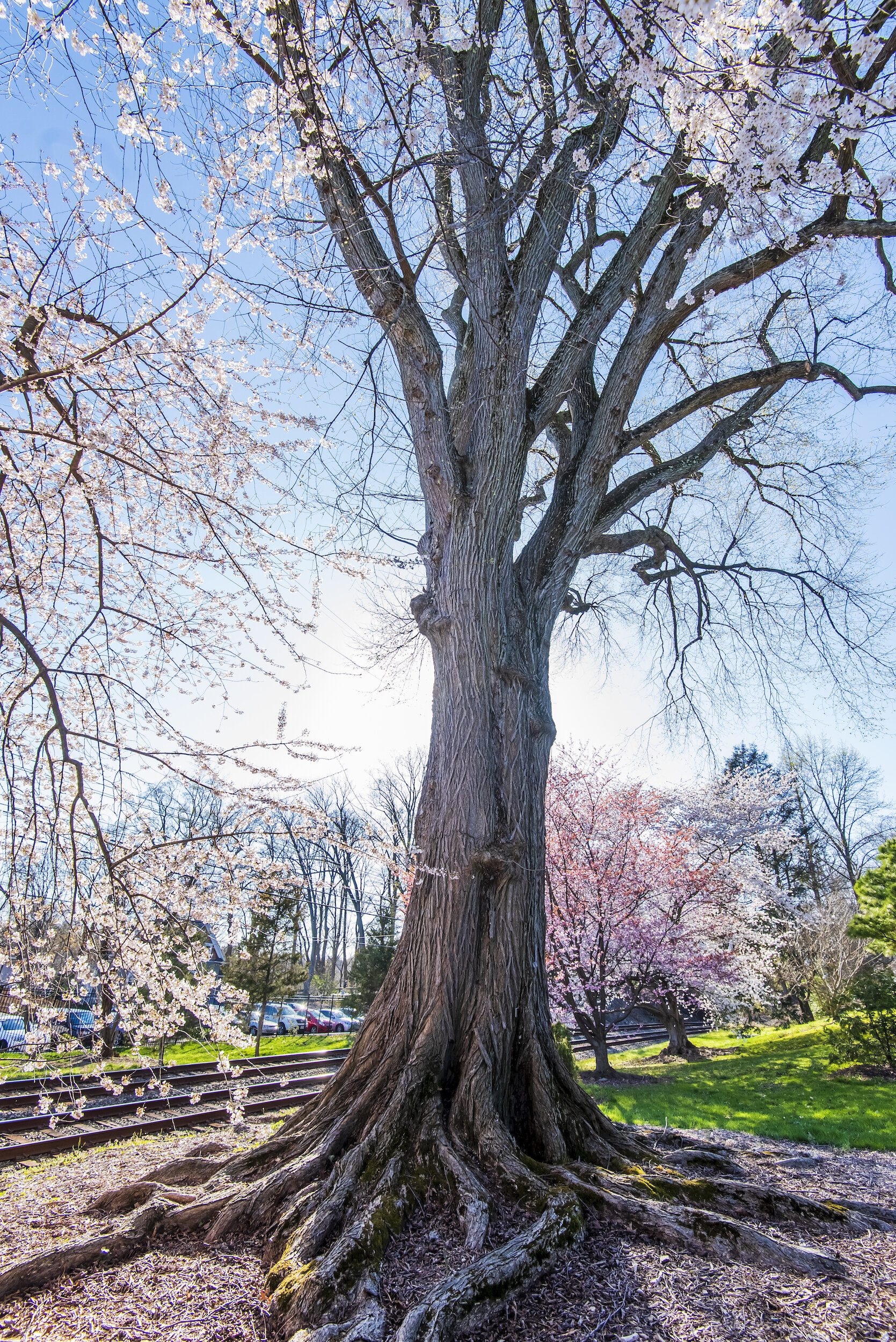 A champion American elm stands tall at Scott Arboretum, Swarthmore.