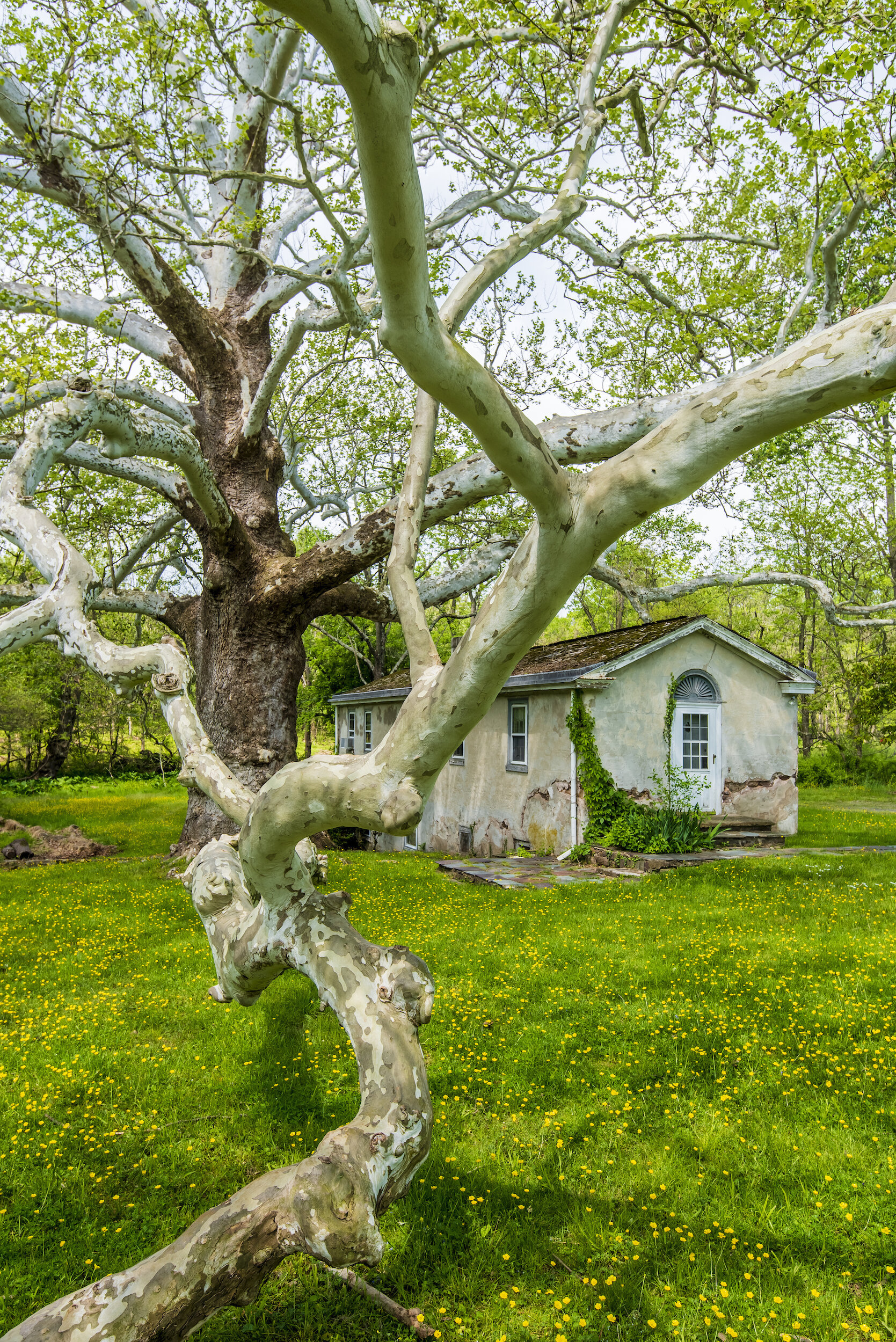  The Pawling Sycamore, a “witness tree,” is believed to have been alive when the Continental Army arrived at Valley Forge in 1777. 