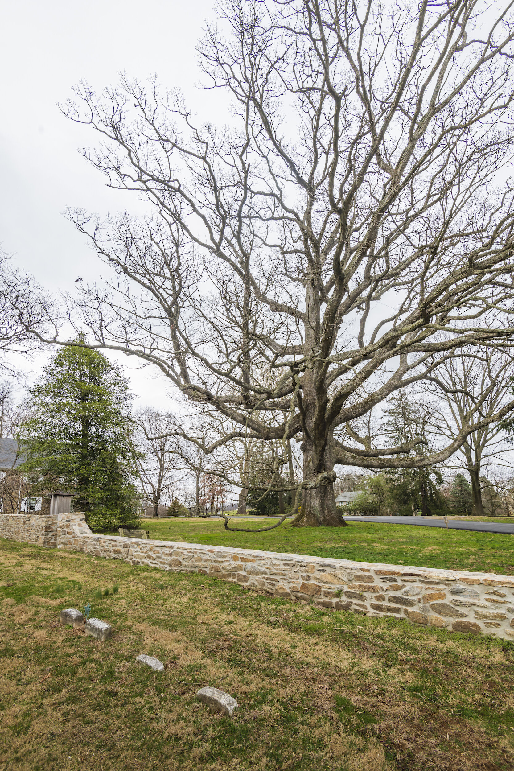  The white oak behind the London Grove Friends Meetinghouse was likely standing when William Penn arrived at his future namesake. 