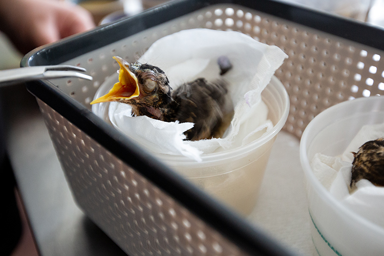 Baby bird in incubator tray fed with forceps