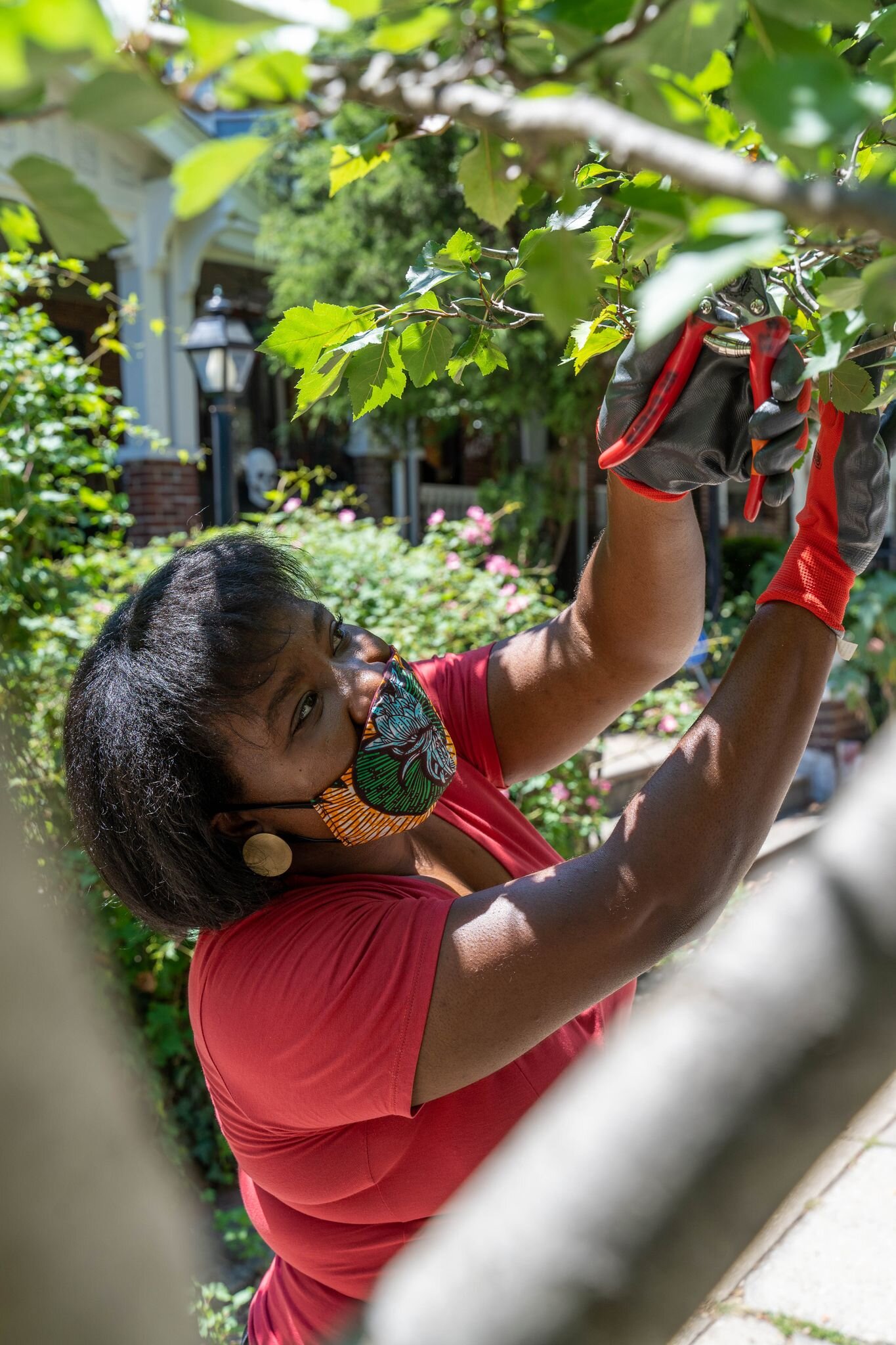 Photography By Milton Lindsay.UC Green Director Kiasha Huling snips a pest off of the branches of a London Planetree.