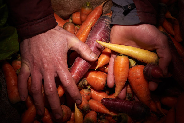   Landon Jefferies, Root Mass Farm, carrots  
