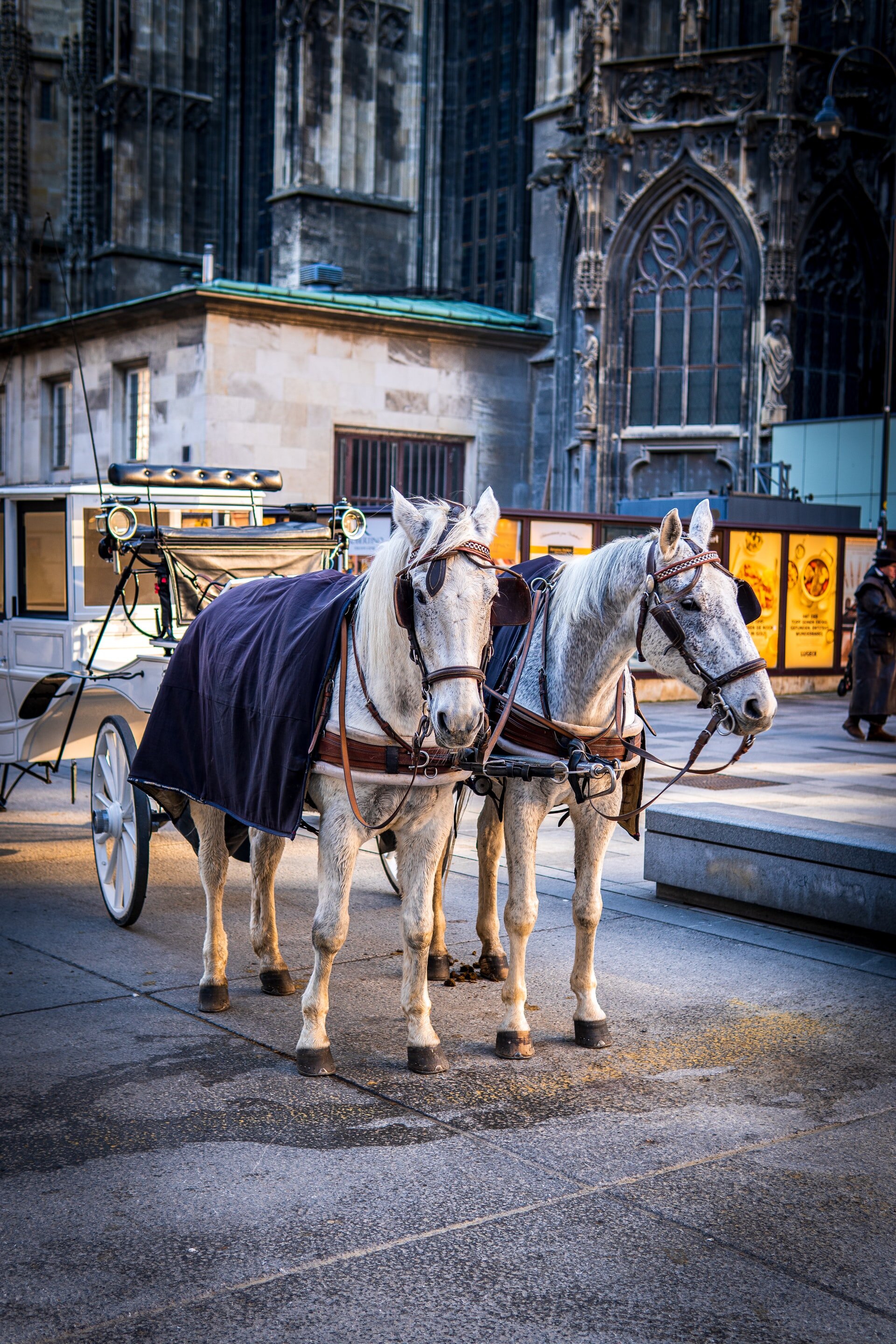 An Amish horse, buggy, and rider or riders clip-clop down a