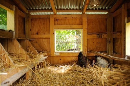   Despite the illegality of backyard chickens, ownership is apparently on the rise.&nbsp;  