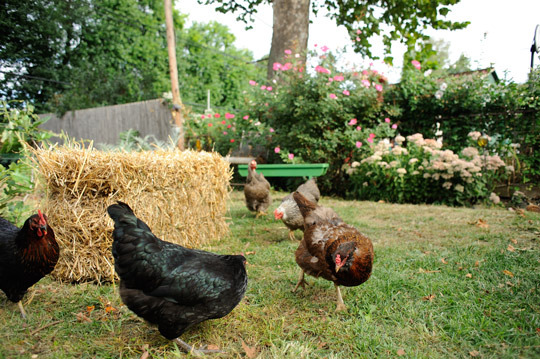   Maureen Breen's chickens wander about her yard on a warm September day.&nbsp;  