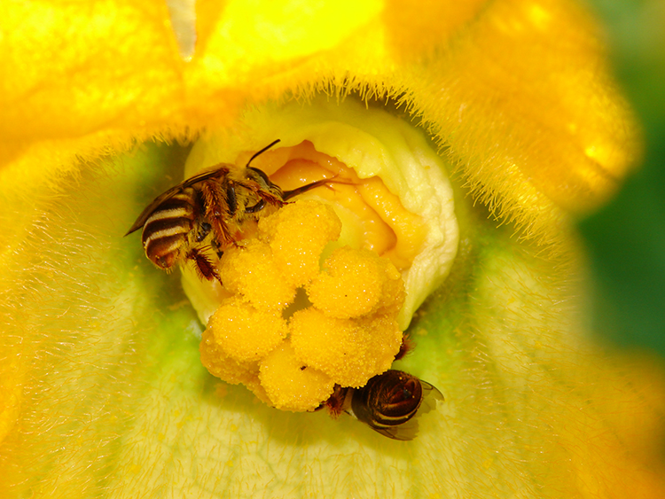 Squash bees, roughly the size of honeybees, visit a squash blossom in the early morning hours. (Photo courtesy of U.S. Department of Agriculture) 