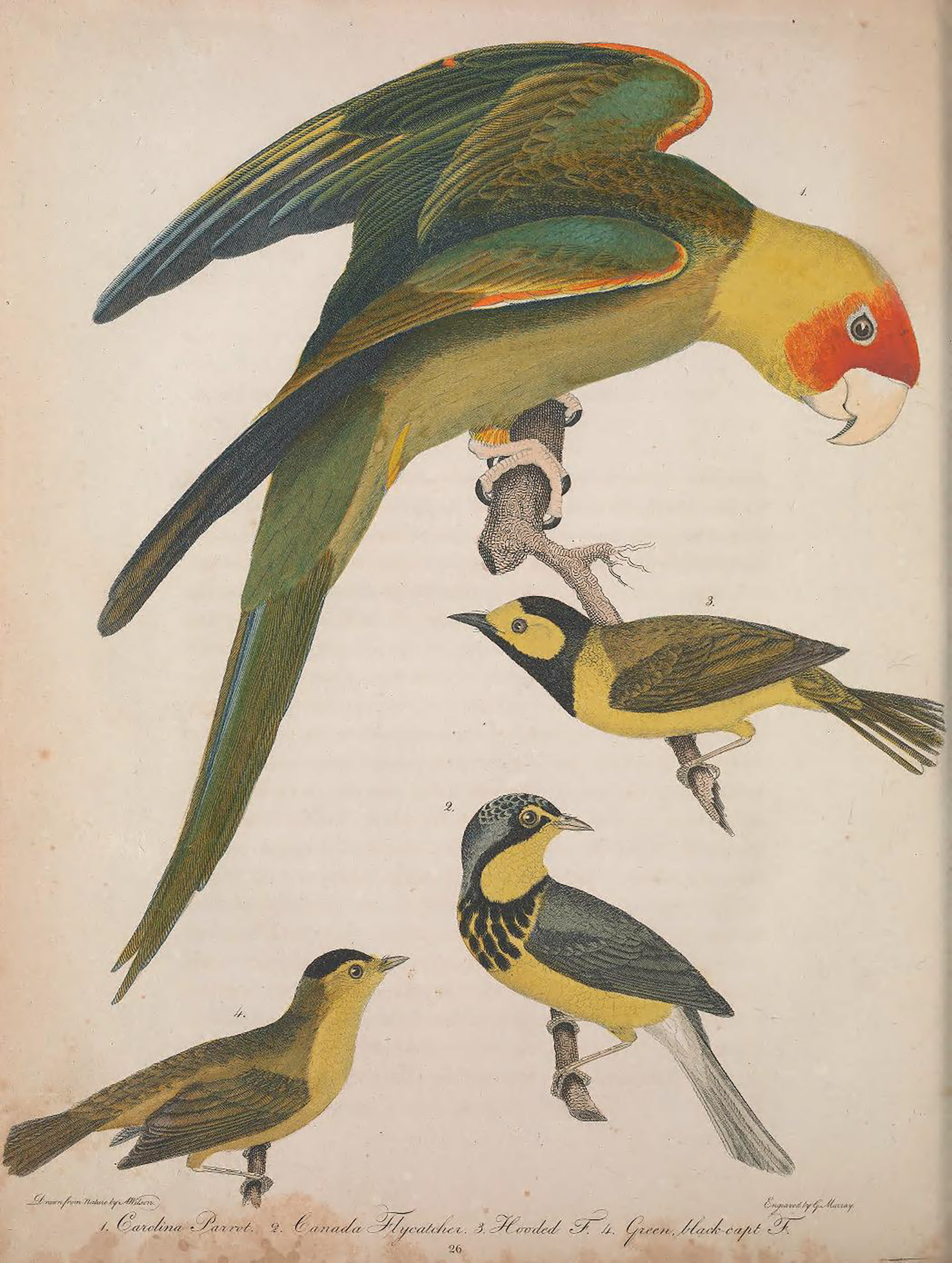 Hendrix? Hepburn? Study busts myths about origins of UK's parakeets, Science