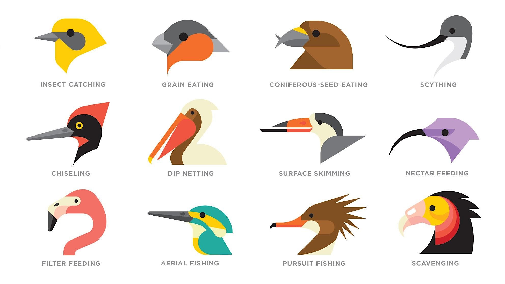 Форма клюва у птиц в зависимости от питания. Различные клювы у птиц. Различные формы клюва. Различные формы клюва у птиц.