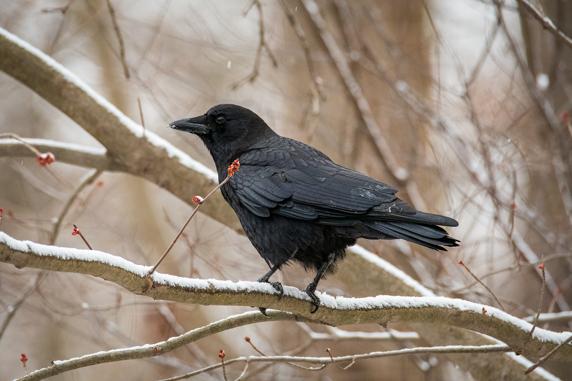 Sons of the Forest: What Do Turtle Shells Do? - Cultured Vultures