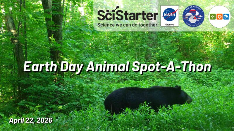 black bear walking through vegetation