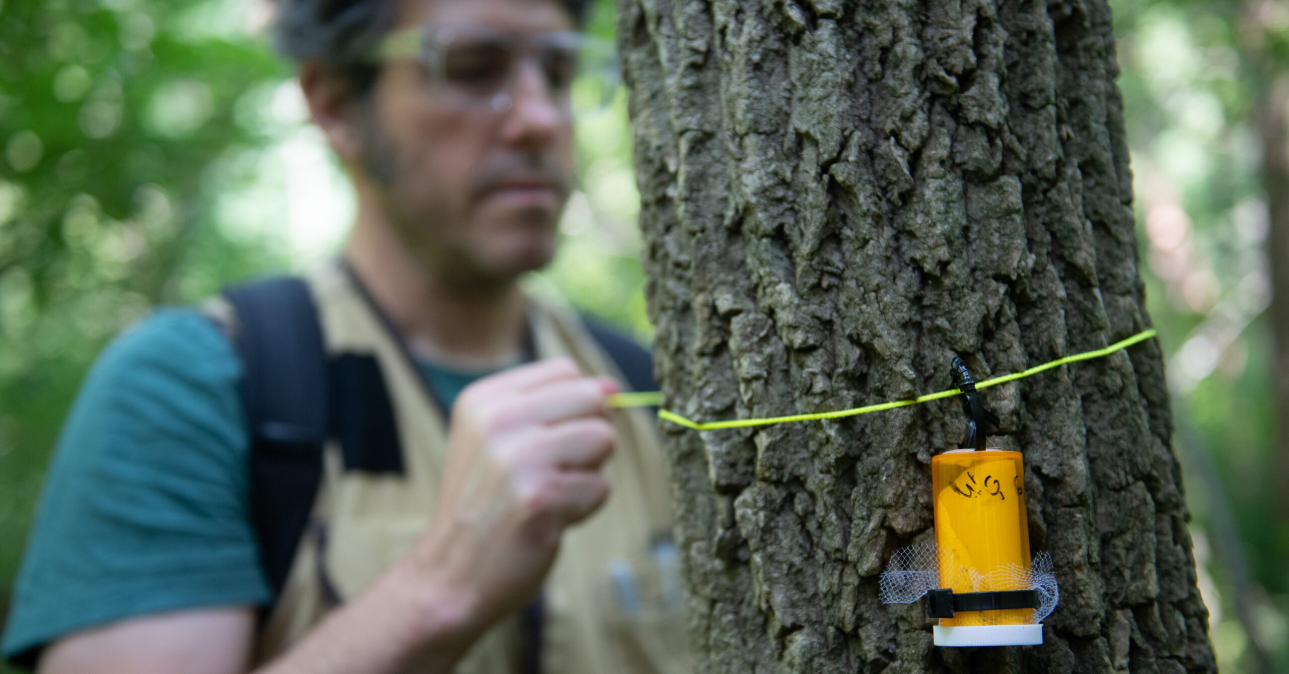 Emerald Ash Borer Treatment